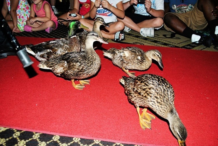 Memphis Peabody Ducks Parade